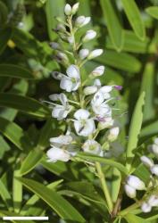 Veronica strictissima. Inflorescence. Scale = 10 mm.
 Image: P.J. Garnock-Jones © P.J. Garnock-Jones CC-BY-NC 3.0 NZ